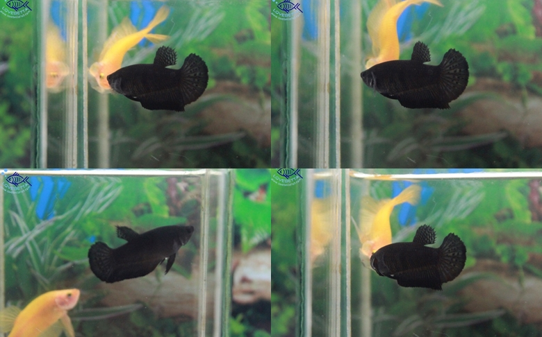 (ขายแล้วครับ)"คัดเกรด"ปลากัดครีบสั้นตัวเมีย-Halfmoon Plakats Super Black
