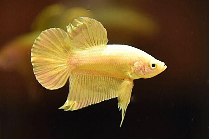 "ปลากัดสีทอง Super Gold" ปลากัดคัดเกรดครีบสั้น - Halfmoon Plakad Super Gold Quality Grade