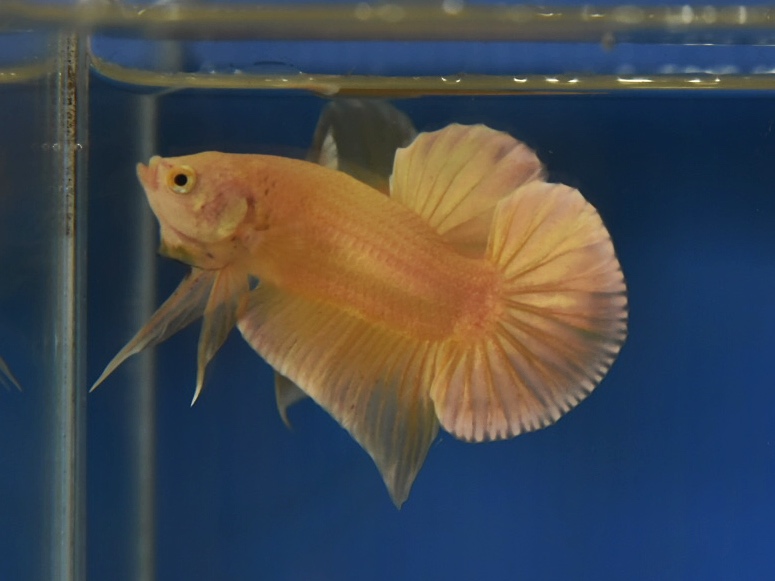 ปลากัดคัดเกรดครีบสั้น - Halfmoon Plakad Super Gold Premium Quality Grade