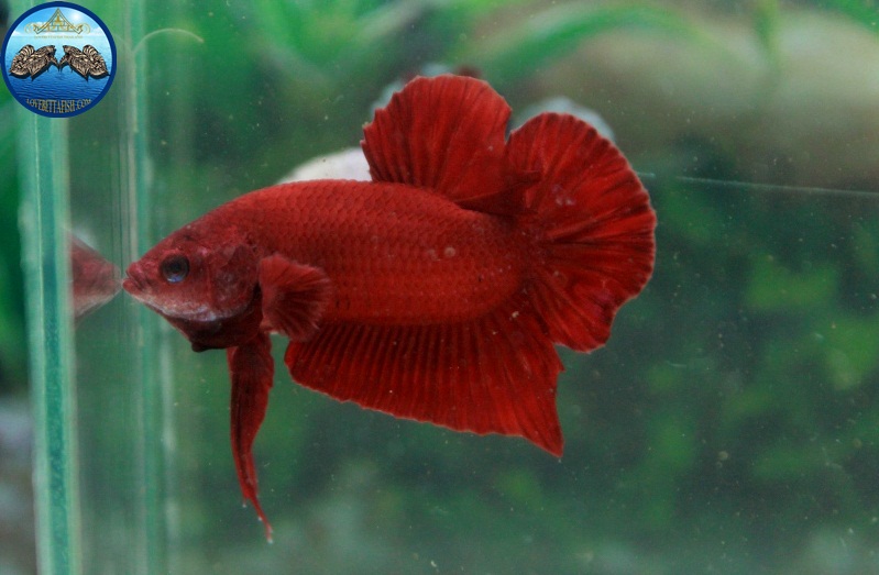 (ขายแล้วครับ)Super red ปลากัดครีบสั้น-Halfmoon Plakats Super Red