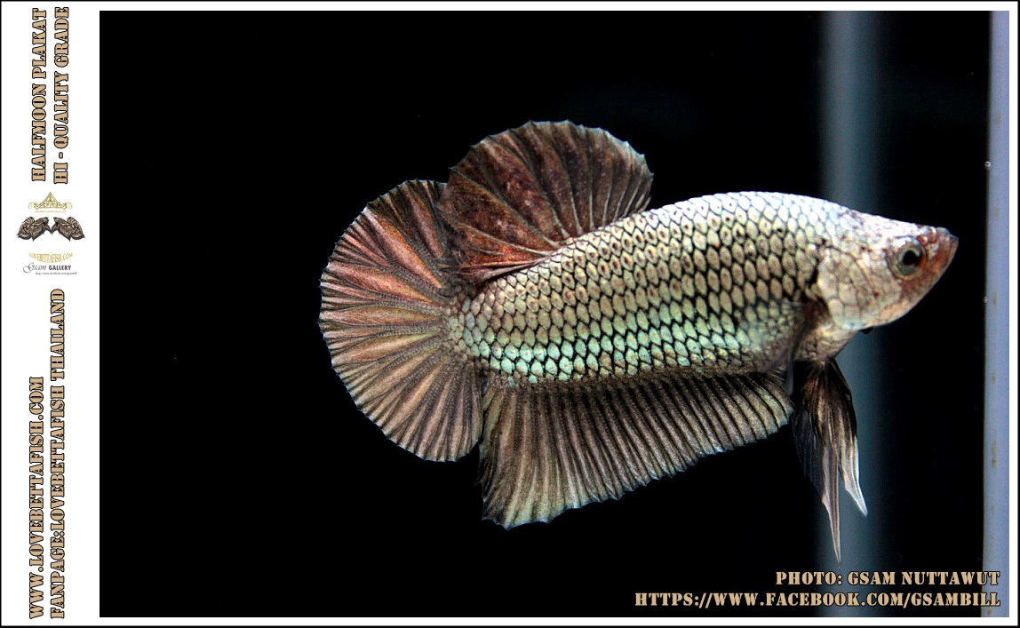 คัดเกรดปลากัดครีบสั้น-Halfmoon Plakat Copper Colors