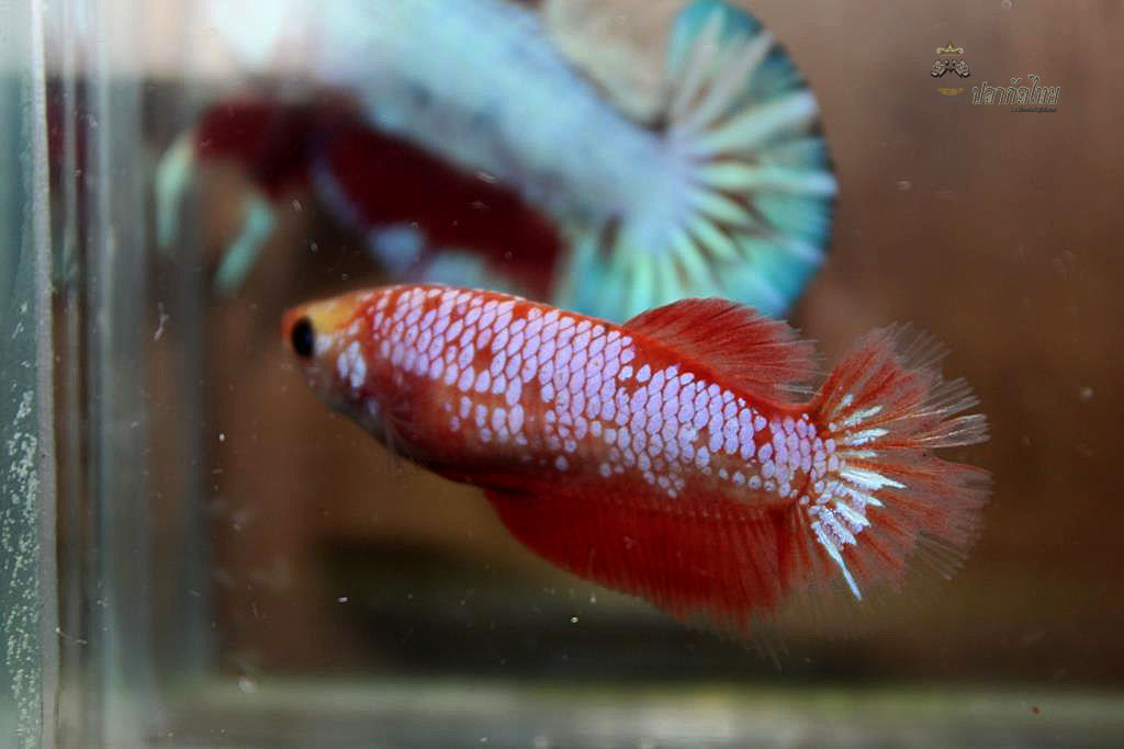 ปลากัดคัดเกรดครีบสั้นตัวเมีย - Halfmoon Plakad Fancy Dragon Premium Quality Grade