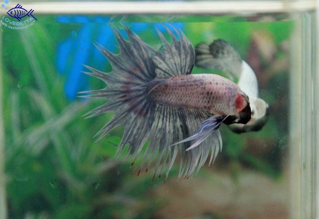 (ขายแล้วครับ)ตอนรับเทศกาล สงกรานต์ ปลากัดครีบยาวหางมงกุฏ-Crowntails Fancy