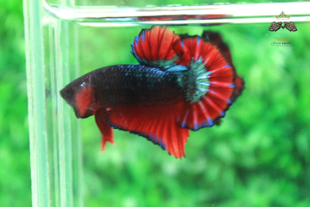 ปลากัดคัดเกรดครีบสั้น - Halfmoon Plakad Fancy Dragon Quality Grade