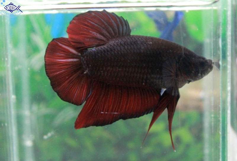 (ขายแล้วครับ)"คัดเกรด"ปลากัดยักษ์ครีบสั้น-Giant Fancy Black and Red