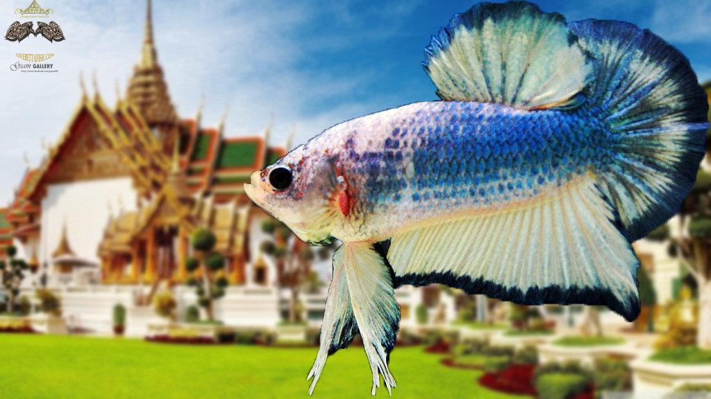 (ขายแล้วครับ)"คัดเกรด"ปลากัดครีบสั้น-Halfmoon Plakats Fancy Marble