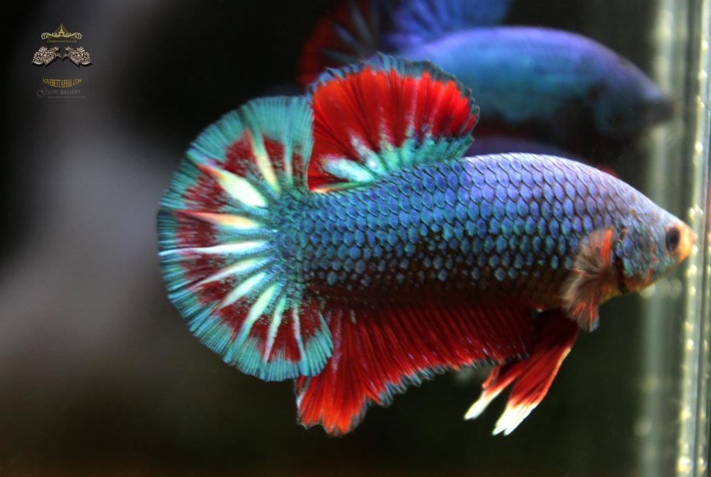 ปลากัดคัดเกรดครีบสั้น - Halfmoon Plakad Fancy Dragon Quality Grade