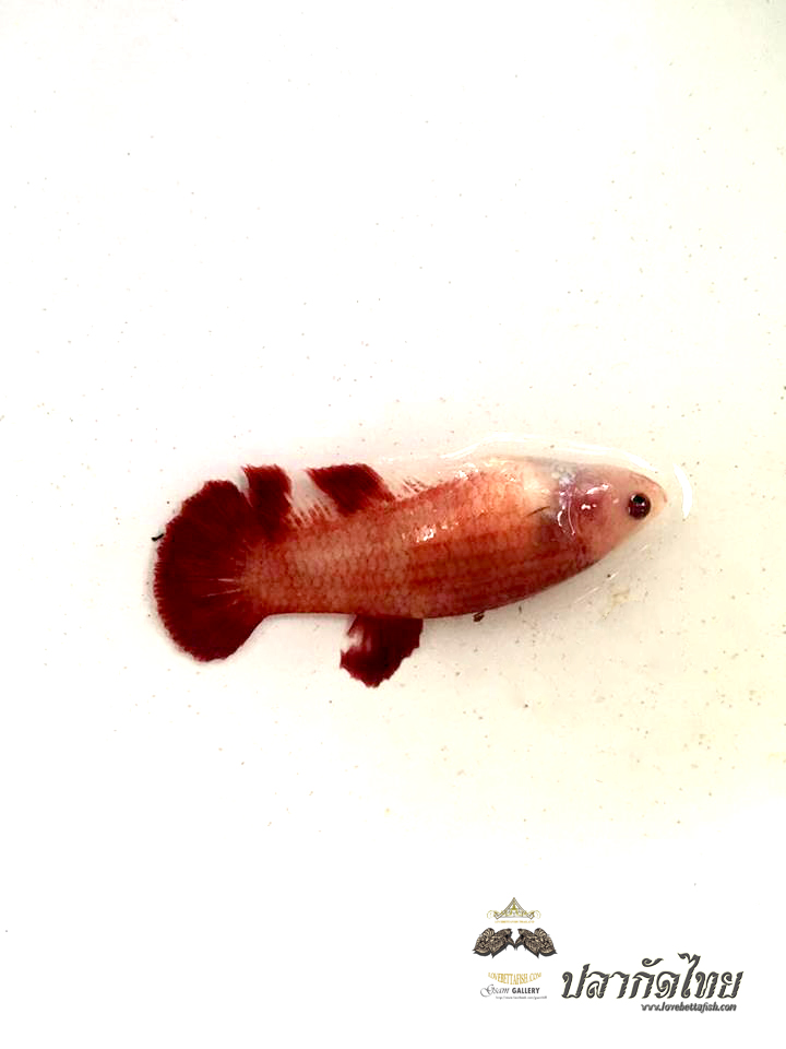 ปลากัดคัดเกรดครีบสั้นตัวเมีย - Female Halfmoon Plakad FancyDragon Quality Grade AAA+