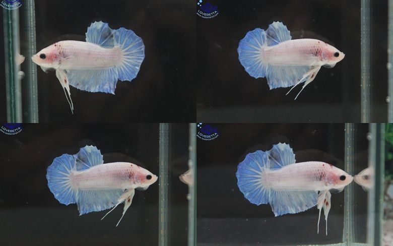 (ขายแล้วครับ)"คัดเกรด"ปลากัดครีบสั้น-Halfmoon Plakats Fancy4