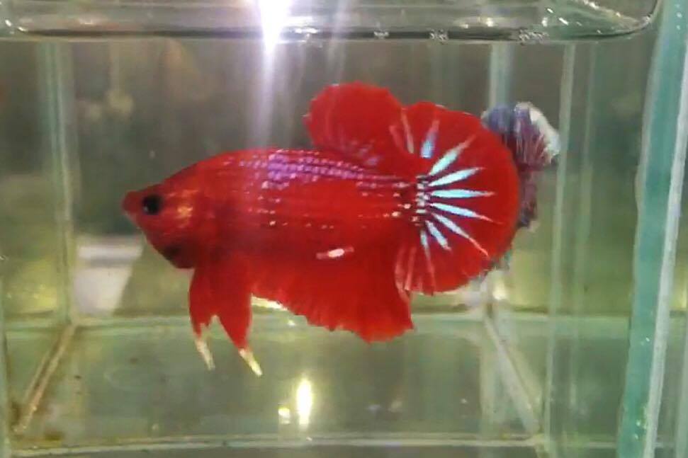 ปลากัดคัดเกรดครีบสั้น - Halfmoon Plakad Fancy Dragon Quality Grade