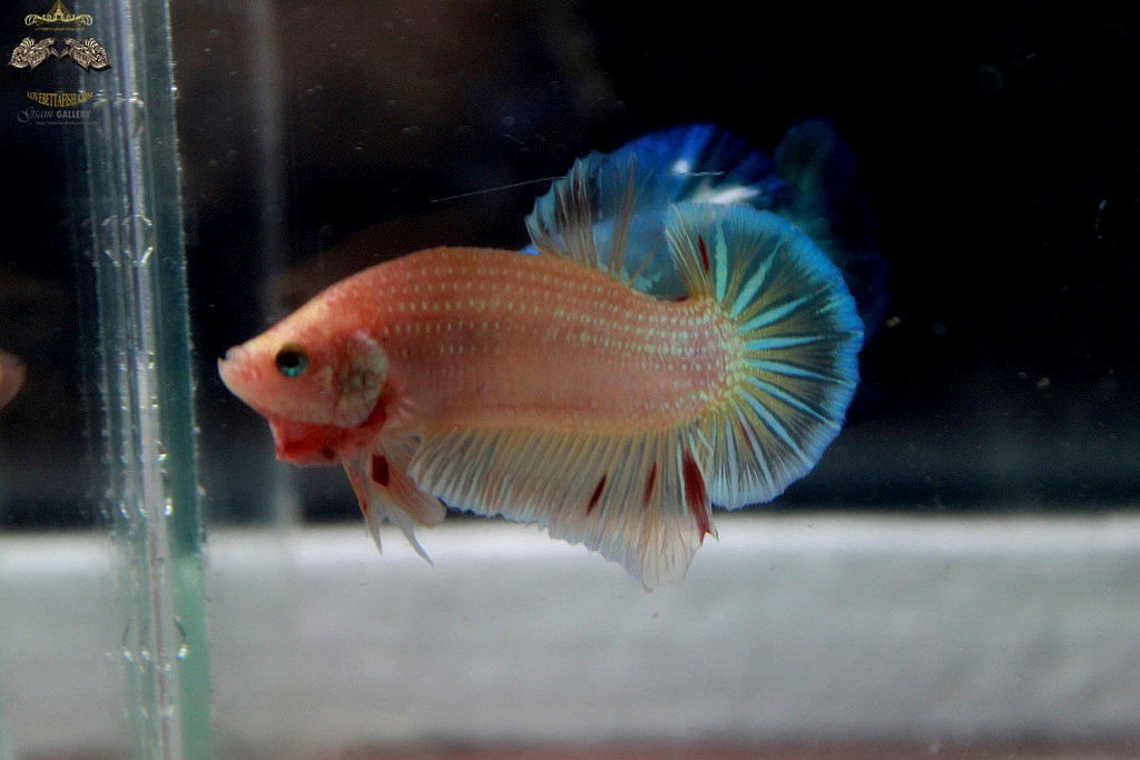 (ขายแล้วครับ)"คัดเกรด"ปลากัดครีบสั้น-Halfmoon Plakats fancy mark Red (ปลาประกวด)