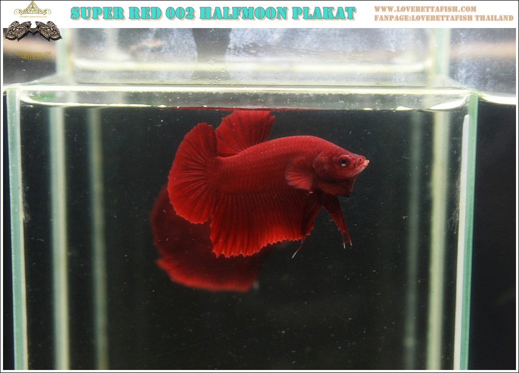 (ขายแล้วครับ)"คัดเกรด"ปลากัดครีบสั้น-Halfmoon Plakats Super Red 003
