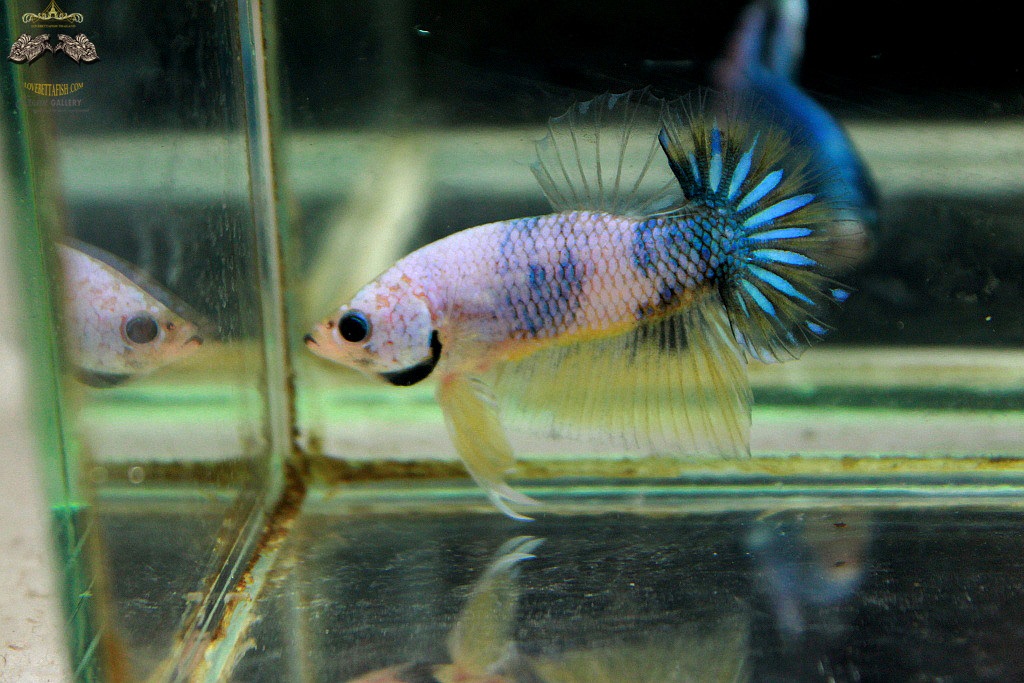 (ขายแล้วครับ)ตอนรับปีใหม่"คัดเกรด"ปลากัดครีบสั้น-Halfmoon Plakats Fancy