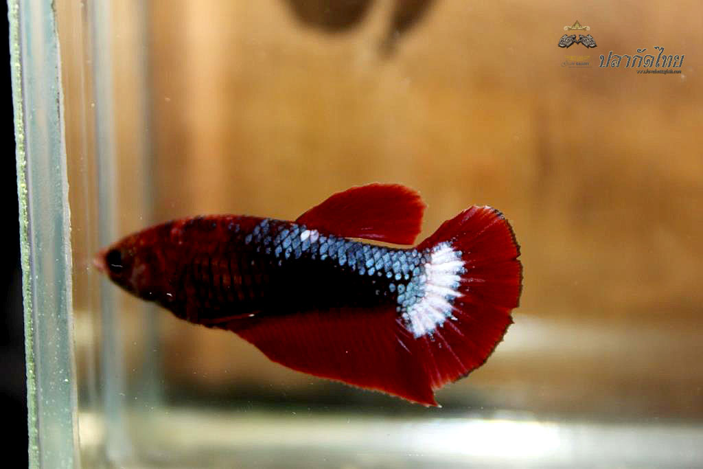 ปลากัดคัดเกรดครีบสั้นตัวเมีย - Halfmoon Plakad Fancy Dragon Premium Quality Grade