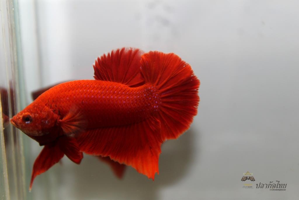 ปลากัดคัดเกรดครีบสั้น - Halfmoon Plakad Super Red Quality Grade