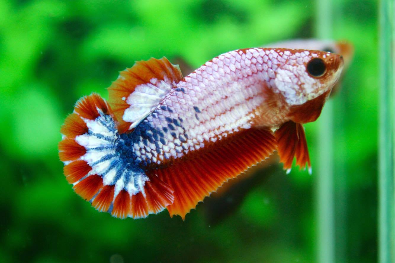 คัดเกรดปลากัดครีบสั้นเพศเมีย - Female Over Tails Halfmoon Plakad Premium Quality Grade AAA+ Fancy Dragon Thailand