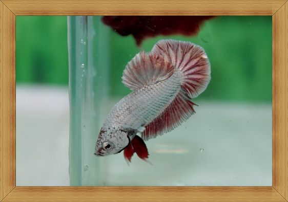 ปลากัดครีบสั้น - Halfmoon Plakats Dragon