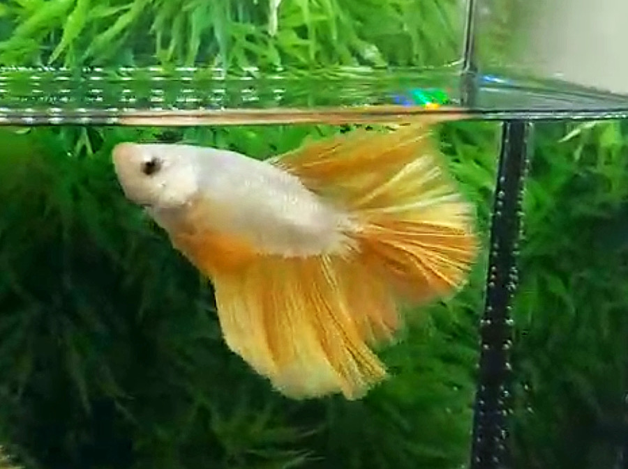 ปลากัดคัดเกรดครีบยาว - Halfmoon Gold Dragon Premium Quality Grade