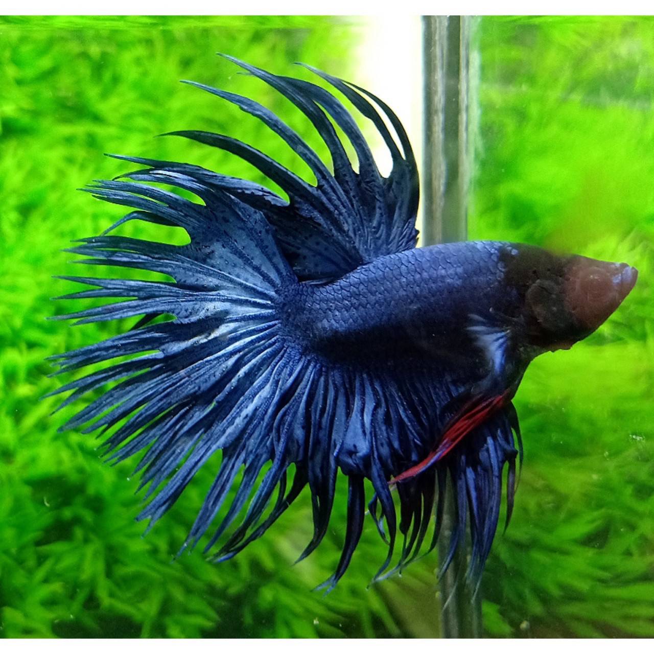 ปลากัดคัดเกรดครีบยาวหางมงกุฎ -CrownTails Blue Colors Premium Quality Grade