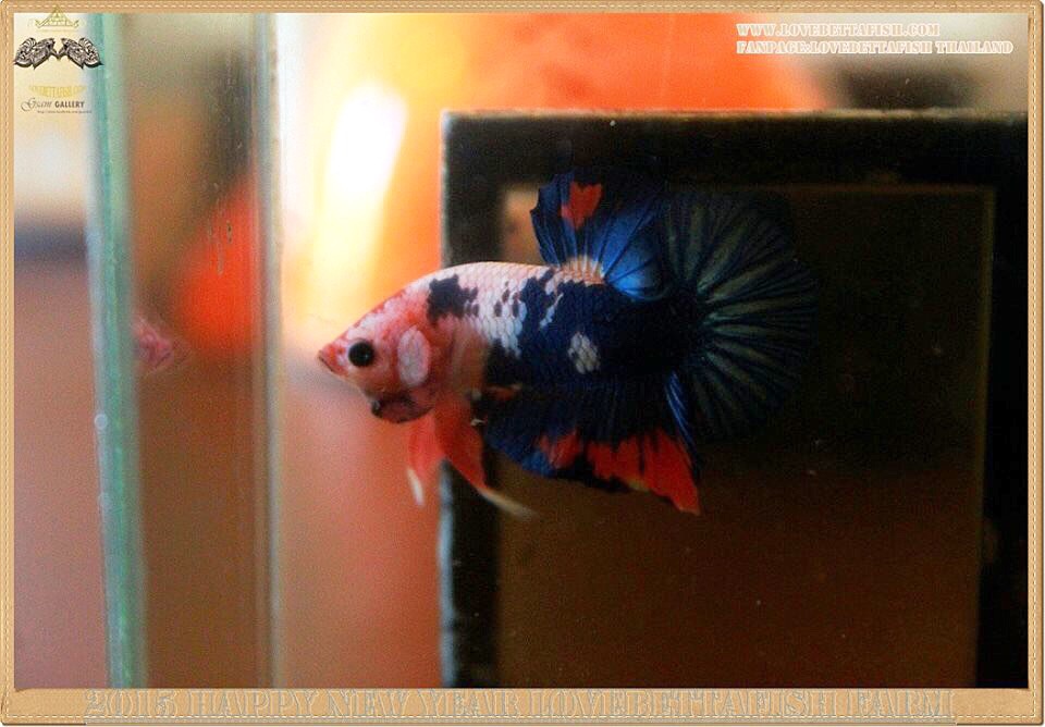 คัดเกรดปลากัดครีบสั้นแฟนซีคัดเกรด - HalfMoon Plakat Blue Dragon