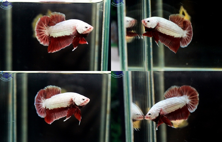 (ขายแล้วครับ)"คัดเกรด"ปลากัดครีบสั้น-Halfmoon Plakats Super RedDragon เคลือบมิดหัว