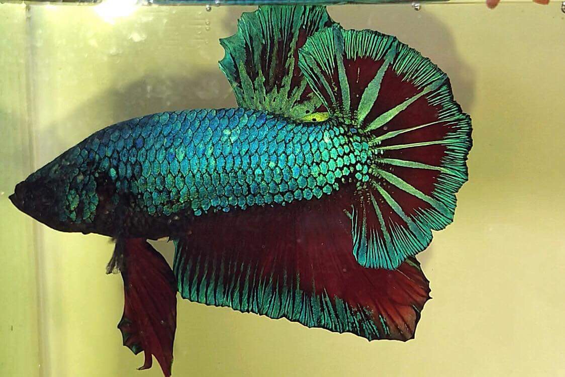 “สีดั้งเดิมตัวใหญ่ยักษ์”ปลากัดคัดเกรดครีบสั้น - Halfmoon Plakad Fancy Green Dragon Quality Grade
