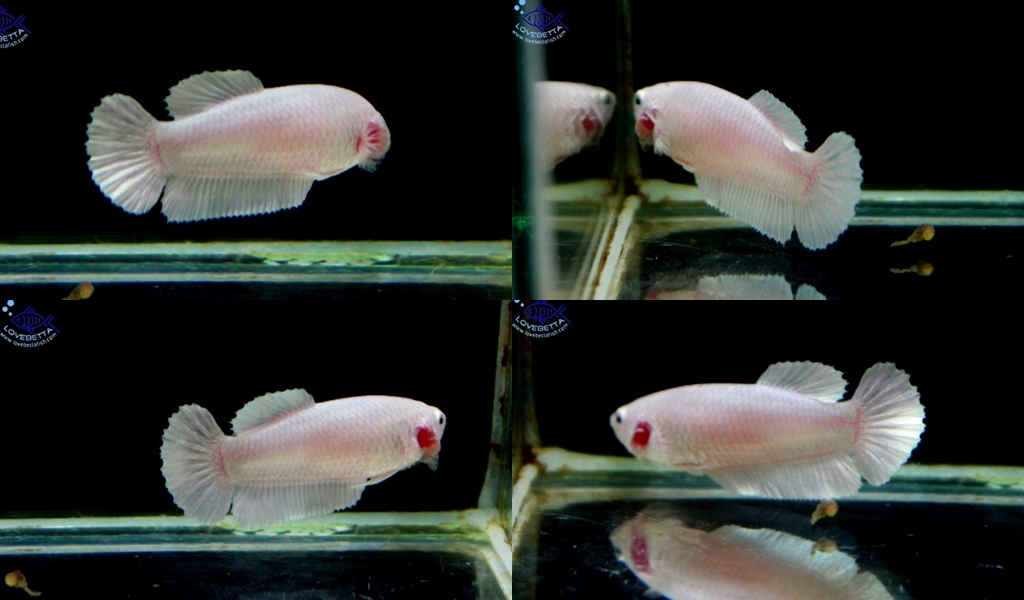 (ขายแล้วครับ)"คัดเกรด"ปลากัดครีบสั้นตัวเมีย-Halfmoon Plakats Female White Platinum