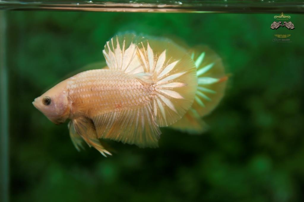 สายใหม่ล่าสุดปลากัดคัดเกรดครีบสั้น - New Crossbreed Halfmoon Plakad Fancy Yellow Copper Gold Premium Quality Grade AAA+