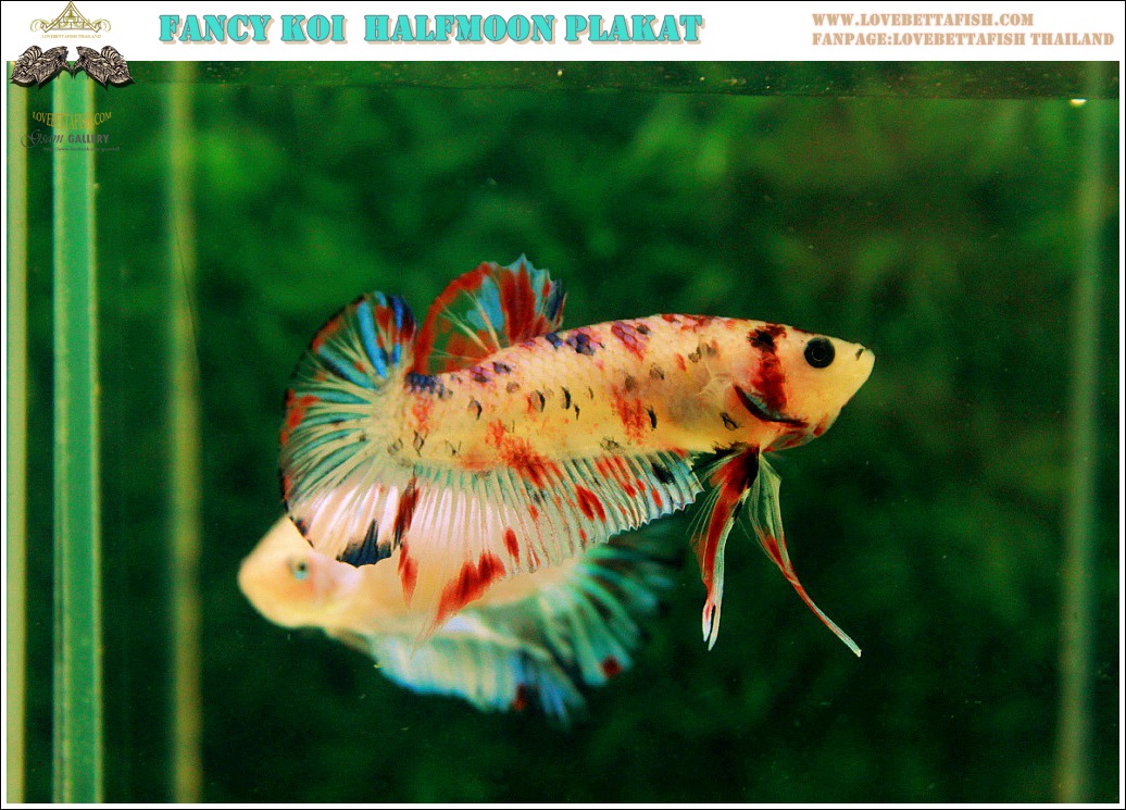 (ขายแล้วครับ)"คัดเกรด"ปลากัดครีบสั้น-Halfmoon Plakats Fancy Koi Quality Grade