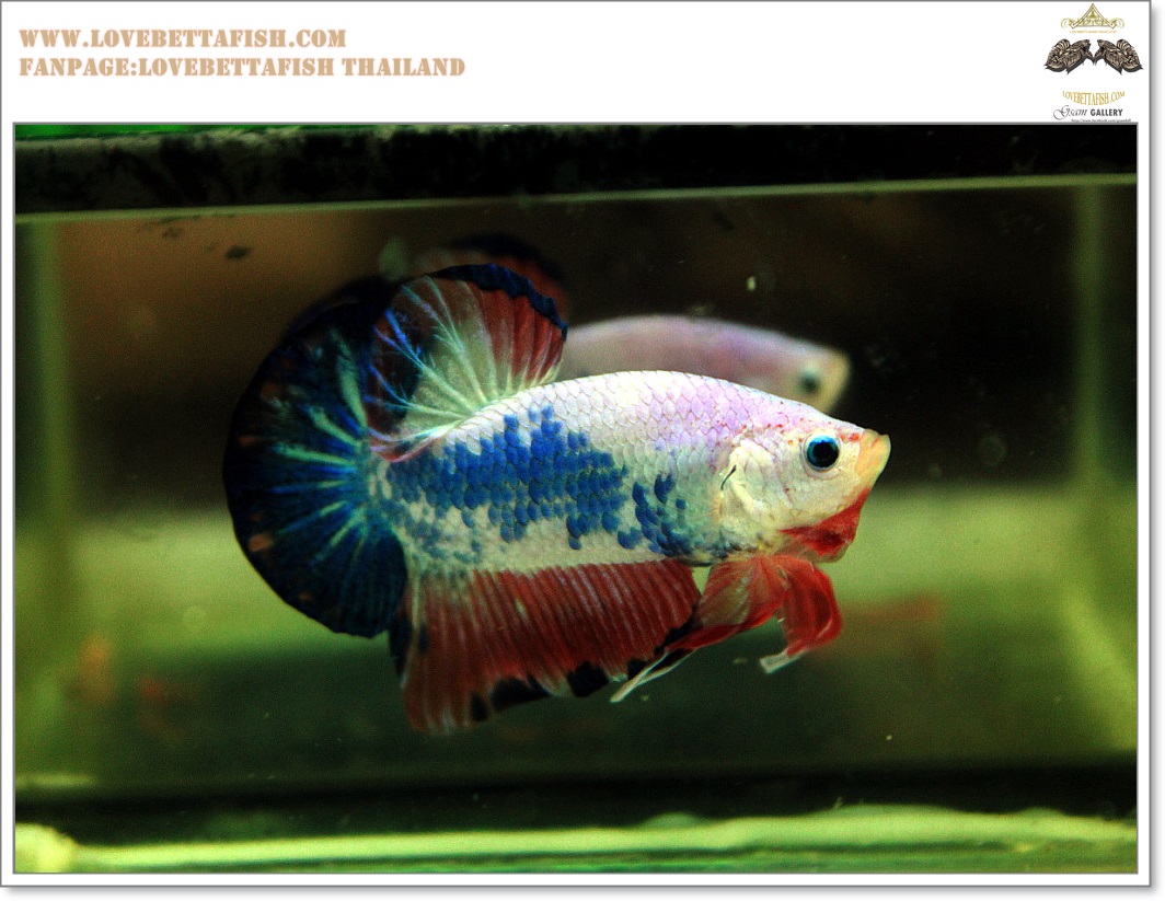 คัดเกรดปลากัดครีบสั้น-Hi- Quality Halfmoon Plakat Fancy Dragon Quality Grade