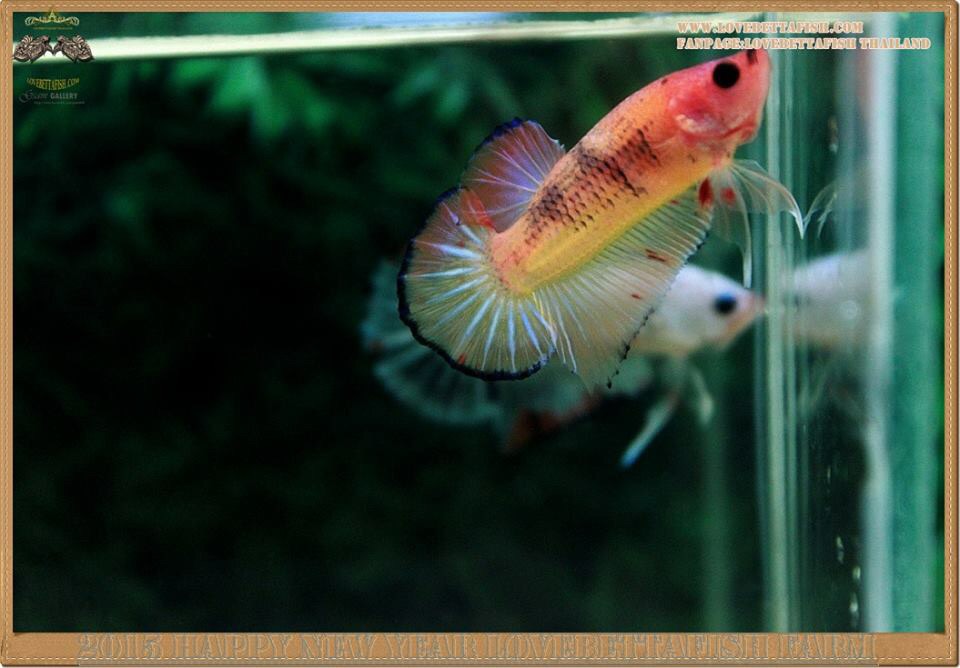 คัดเกรดปลากัดครีบสั้น-Halfmoon Plakat Fancy Nice Colors