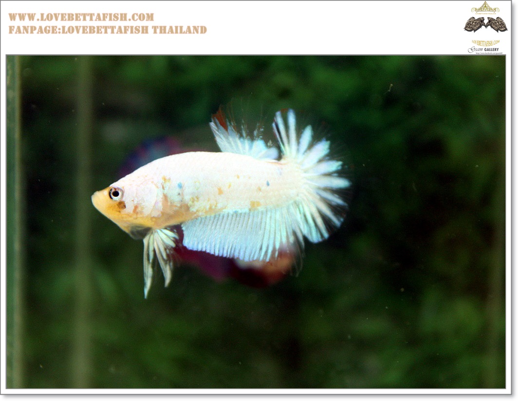 คัดเกรดปลากัดครีบสั้น-Halfmoon Plakat Fancy Nice Marble Dragon
