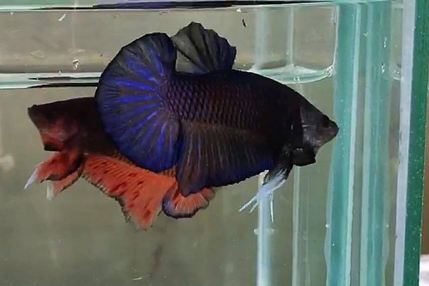 ปลากัดคัดเกรดครีบสั้น - Halfmoon Plakad Blue Black Quality Grade