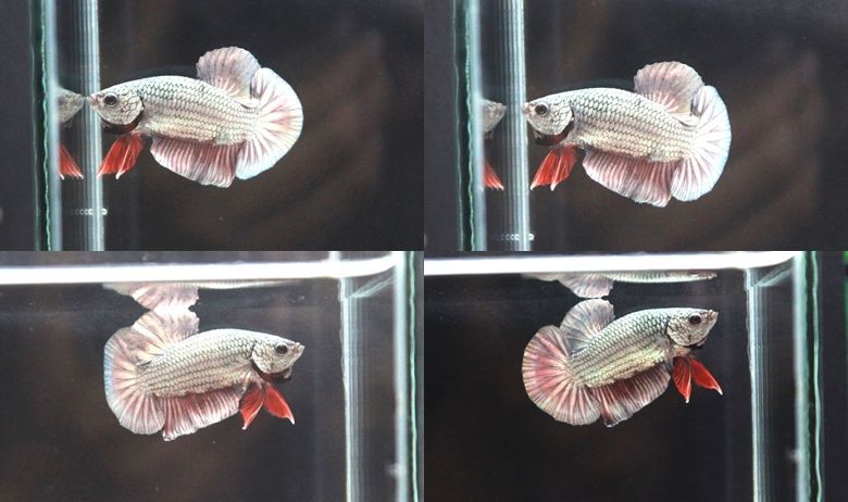 (ขายแล้วครับ)"คัดเกรด"ปลากัดครีบสั้น-Halfmoon Plakats Super Copper