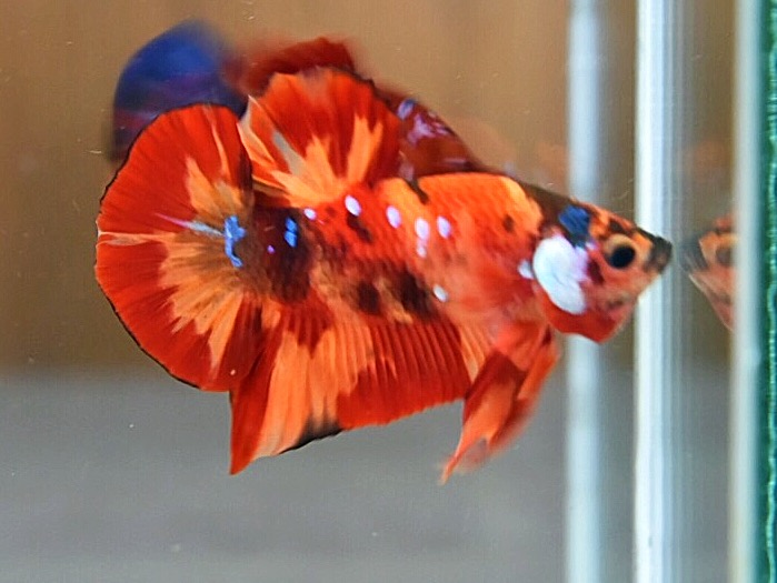 'นีโม่ ลายเสือไฟ'ปลากัดคัดเกรดครีบสั้น - Halfmoon Plakad Fancy Nemo Fire Tiger Premium Quality Grade