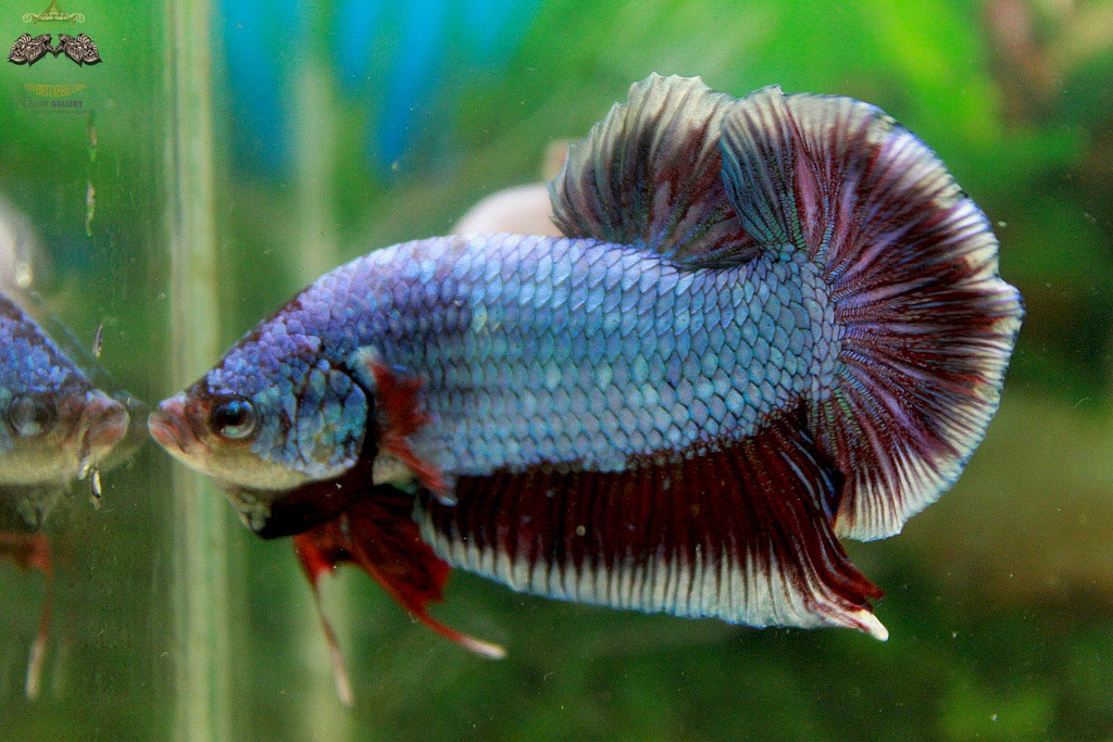 (ขายแล้วครับ)"คัดเกรด"ปลากัดยักษ์ครีบสั้น-Giant Halfmoon Plakats Fancy Salamander