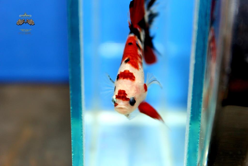 (ลายปลาคาร์พ)คัดเกรดปลากัดครีบสั้น-Halfmoon Plakad Premium Quality Grade Fancy Koi (เกรด AAA+)