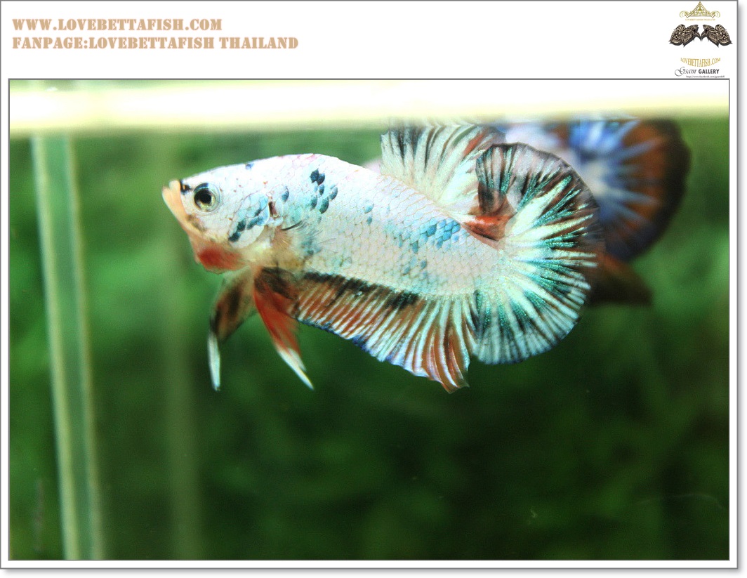 คัดเกรดปลากัดครีบสั้น-Halfmoon Plakat Fancy Dragon
