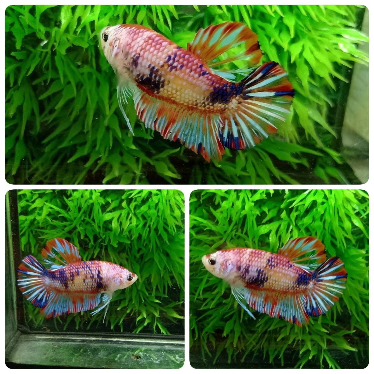 ปลากัดคัดเกรดครีบสั้น - Halfmoon Plakad Fancy Dragon Premium Quality Grade
