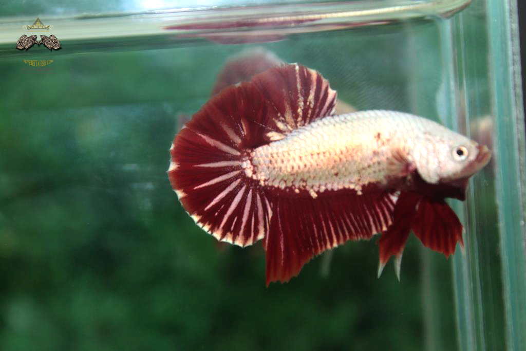 ปลากัดคัดเกรดครีบสั้น - Halfmoon Plakad Red Dragon Quality Grade