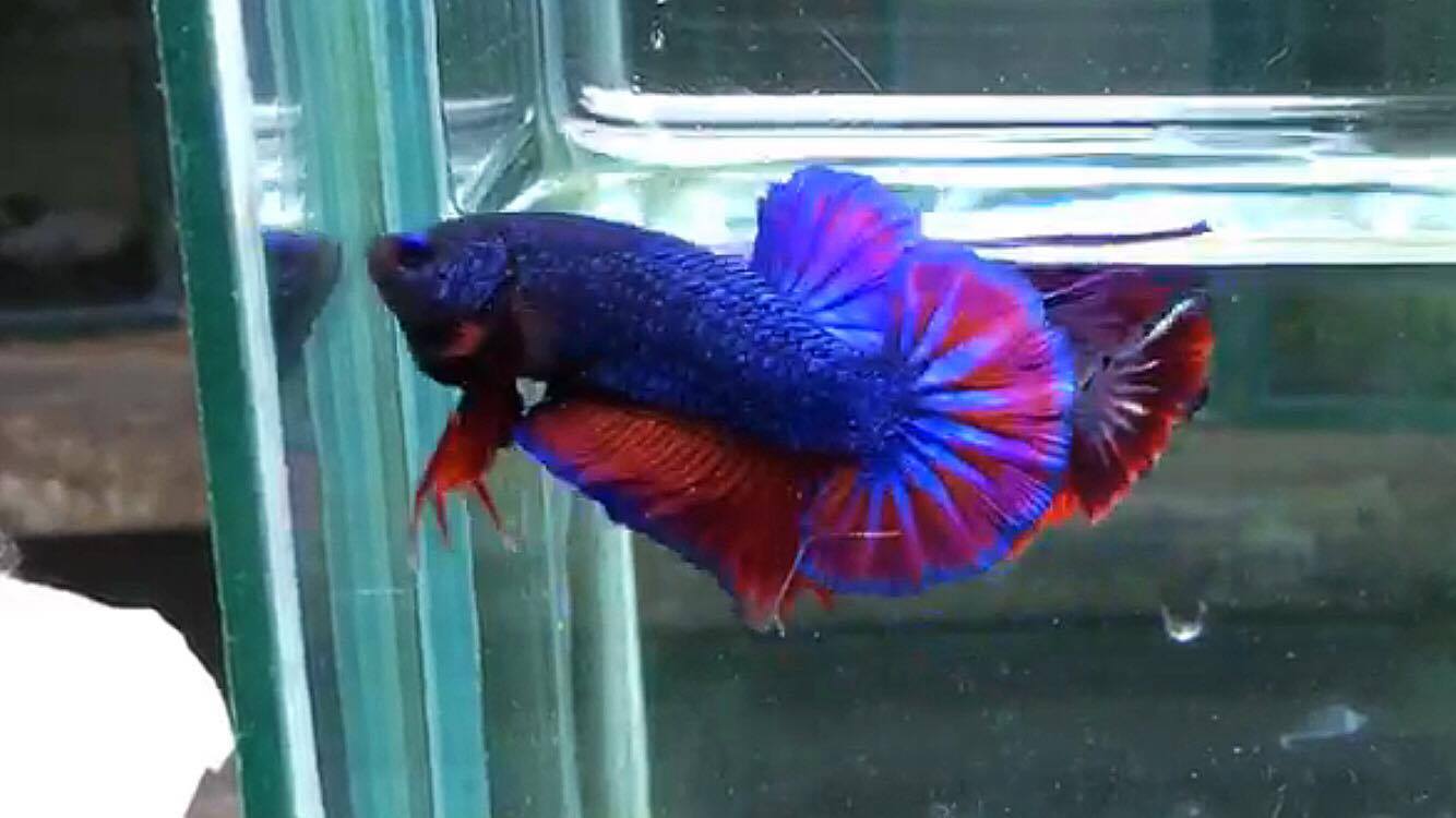 ปลากัดคัดเกรดครีบสั้น - Halfmoon Plakad Fancy Dragon(Red Blue) Quality Grade AAA+