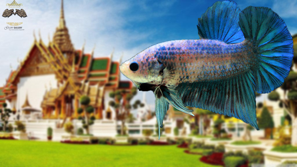 (ขายแล้วครับ)ตอนรับปีใหม่"คัดเกรด"ปลากัดครีบสั้น-Halfmoon Plakats Grizzled