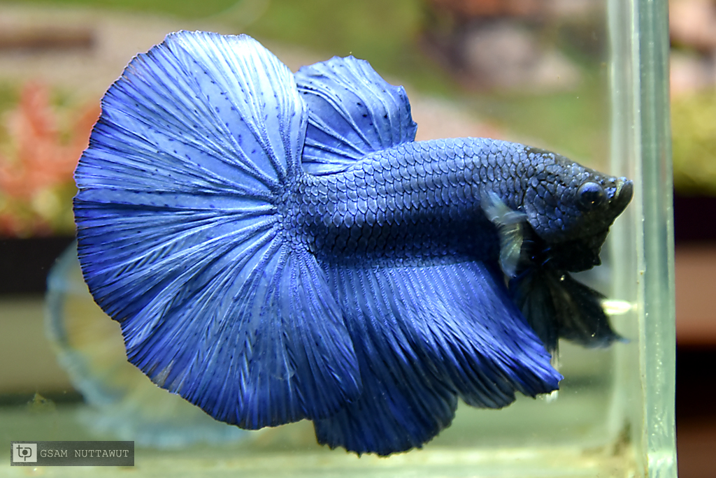 ปลากัดคัดเกรดครีบยาว - Halfmoon Super Blue Premium Quality Grade AAA+