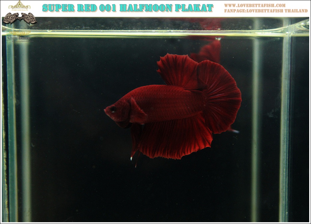 (ขายแล้วครับ)"คัดเกรด"ปลากัดครีบสั้น-Halfmoon Plakats Super Red 001