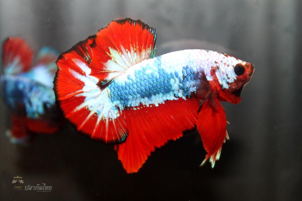 ธงชาติไทยปลากัดคัดเกรดครีบสั้น - Halfmoon Plakad Fancy Dragon Premium Quality Grade