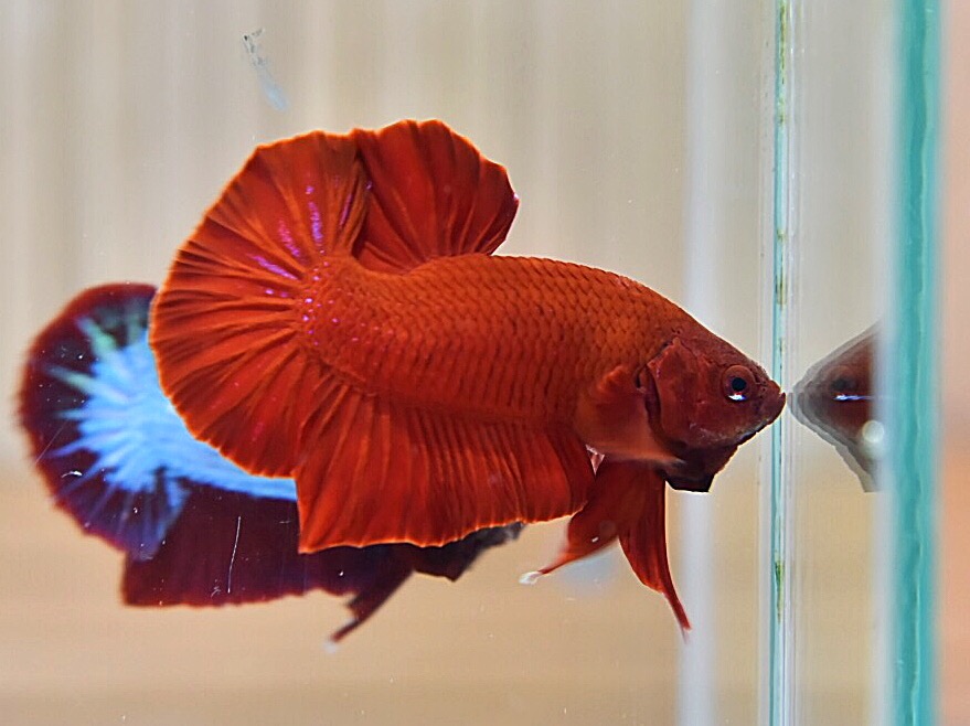 ปลากัดคัดเกรดครีบสั้น - Halfmoon Plakad Super Red Premium Quality Grade