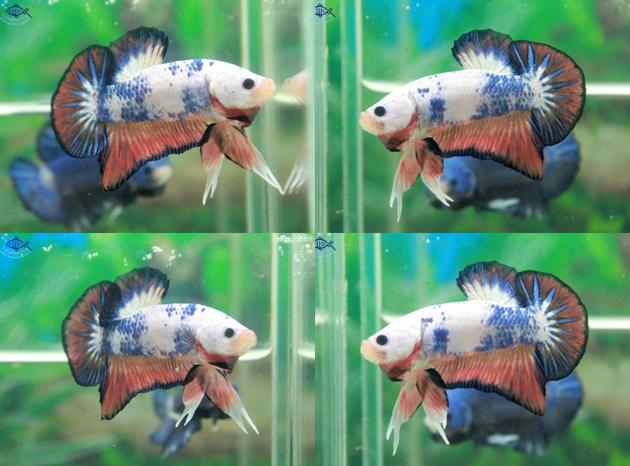 (ขายแล้วครับ)"คัดเกรด"ปลากัดครีบสั้น-Halfmoon Plakats Fancy Dragon