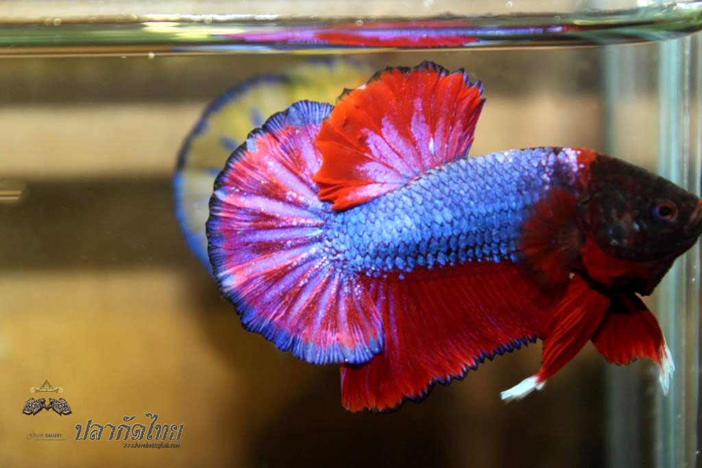 ปลากัดคัดเกรดครีบ - Halfmoon Plakad Red Devil Monster Premium Quality Grade