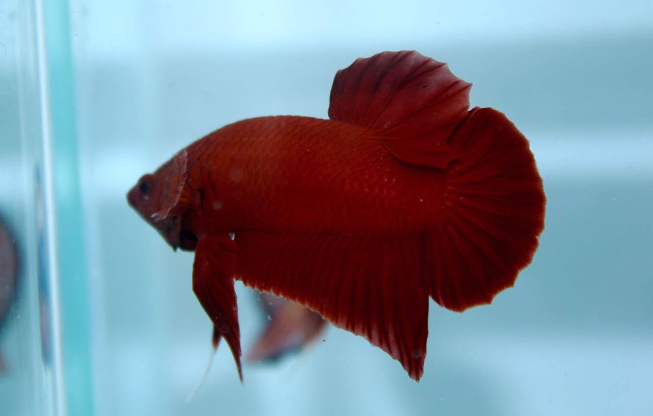 ปลากัดคัดเกรดครีบสั้น - Halfmoon Plakad Super Red Quality Grade