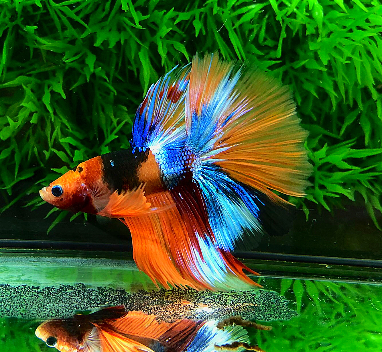 ปลากัดคัดเกรดครีบยาว - Halfmoon Fancy Koi Colors Full Premium Quality Grade